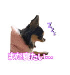 ぱんのつぶやき（個別スタンプ：11）