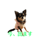 ぱんのつぶやき（個別スタンプ：12）