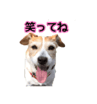 ぱめらの部屋（個別スタンプ：6）