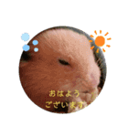 ♡ハム日和♡（個別スタンプ：1）