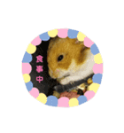 ♡ハム日和♡（個別スタンプ：7）