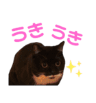 めいの日常で使うかもしれないスタンプ（個別スタンプ：36）