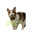 俺様は小次郎。2（個別スタンプ：3）