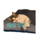俺様は小次郎。2（個別スタンプ：6）