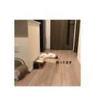 俺様は小次郎。2（個別スタンプ：8）