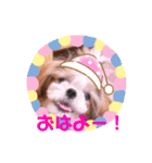 ♡シーズーらーちゃん感情編♡（個別スタンプ：1）