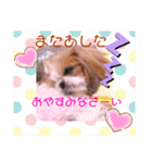 ♡シーズーらーちゃん感情編♡（個別スタンプ：2）