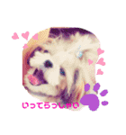 ♡シーズーらーちゃん感情編♡（個別スタンプ：3）