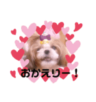 ♡シーズーらーちゃん感情編♡（個別スタンプ：4）