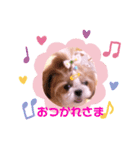 ♡シーズーらーちゃん感情編♡（個別スタンプ：5）