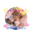 ♡シーズーらーちゃん感情編♡（個別スタンプ：6）