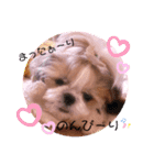 ♡シーズーらーちゃん感情編♡（個別スタンプ：8）