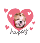 ♡シーズーらーちゃん感情編♡（個別スタンプ：11）