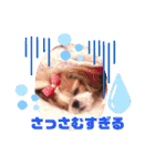 ♡シーズーらーちゃん感情編♡（個別スタンプ：15）