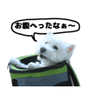 ウエストハイランドホワイトテリヤ犬（個別スタンプ：3）