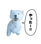 ウエストハイランドホワイトテリヤ犬（個別スタンプ：4）