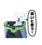 ウエストハイランドホワイトテリヤ犬（個別スタンプ：6）