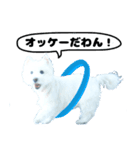 ウエストハイランドホワイトテリヤ犬（個別スタンプ：8）