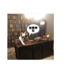 チワワ ツナ03（個別スタンプ：8）