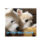 チワワ ツナ03（個別スタンプ：10）