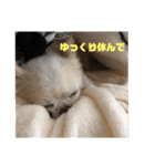 チワワ ツナ03（個別スタンプ：13）