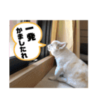 チワワ ツナ03（個別スタンプ：15）