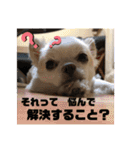 チワワ ツナ03（個別スタンプ：16）