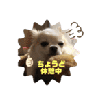 チワワ ツナ03（個別スタンプ：23）