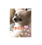 チワワ ツナ03（個別スタンプ：25）