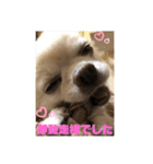 チワワ ツナ03（個別スタンプ：26）