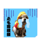 チワワ ツナ03（個別スタンプ：28）