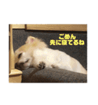 チワワ ツナ03（個別スタンプ：30）