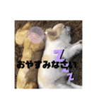 チワワ ツナ03（個別スタンプ：35）