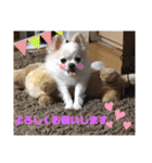 チワワ ツナ03（個別スタンプ：36）