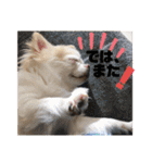 チワワ ツナ03（個別スタンプ：40）