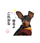 ミニピン♡虎徹スタンプ1（個別スタンプ：8）