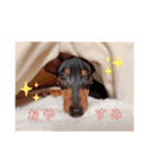 ミニピン♡虎徹スタンプ1（個別スタンプ：16）