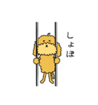 気ままなアプリコットトイプードルの日常（個別スタンプ：3）
