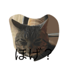 のんとりん（個別スタンプ：6）