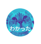 私と猫のヤバ顔スタンプ（個別スタンプ：6）