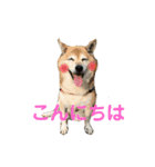 ふうか姐さんとちんぴらあすか（個別スタンプ：1）
