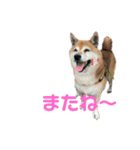 ふうか姐さんとちんぴらあすか（個別スタンプ：2）