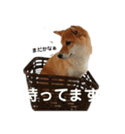 ふうか姐さんとちんぴらあすか（個別スタンプ：3）