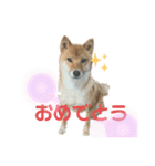 ふうか姐さんとちんぴらあすか（個別スタンプ：4）