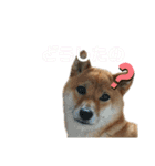 ふうか姐さんとちんぴらあすか（個別スタンプ：15）