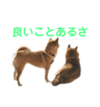 ふうか姐さんとちんぴらあすか（個別スタンプ：16）