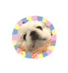 ペキニーズ ナッツ（個別スタンプ：1）
