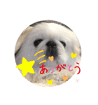 ペキニーズ ナッツ（個別スタンプ：4）