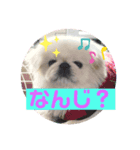 ペキニーズ ナッツ（個別スタンプ：5）