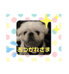 ペキニーズ ナッツ（個別スタンプ：7）